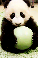 Origen de las manchas de los pandas
