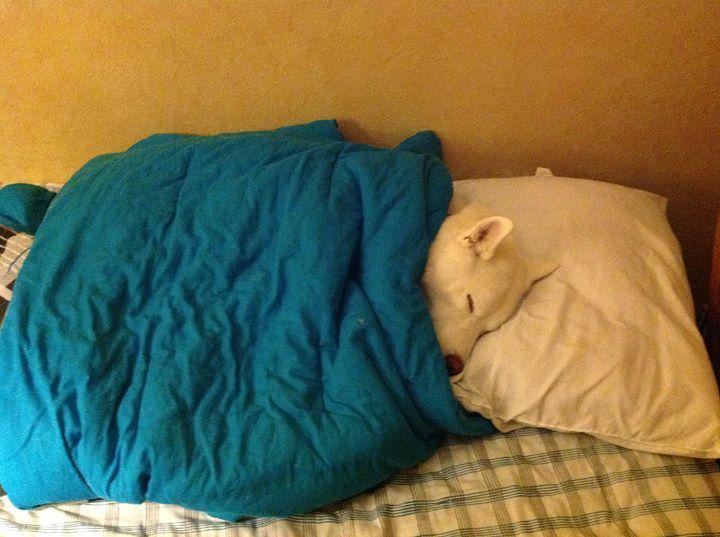 perrito tapado robando tu cama