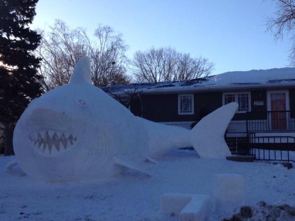 Tiburon de nieve